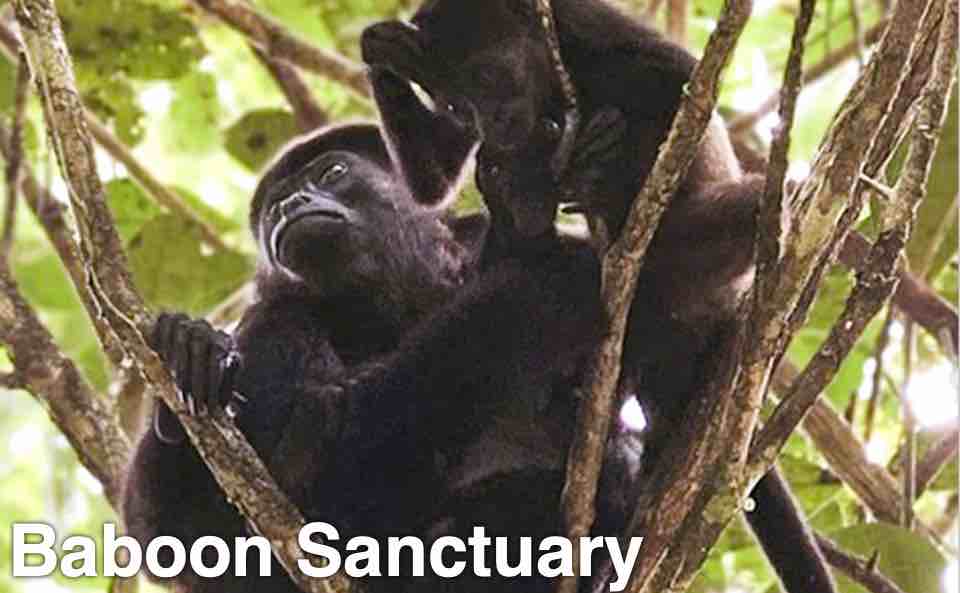 Baboon Sanctuary