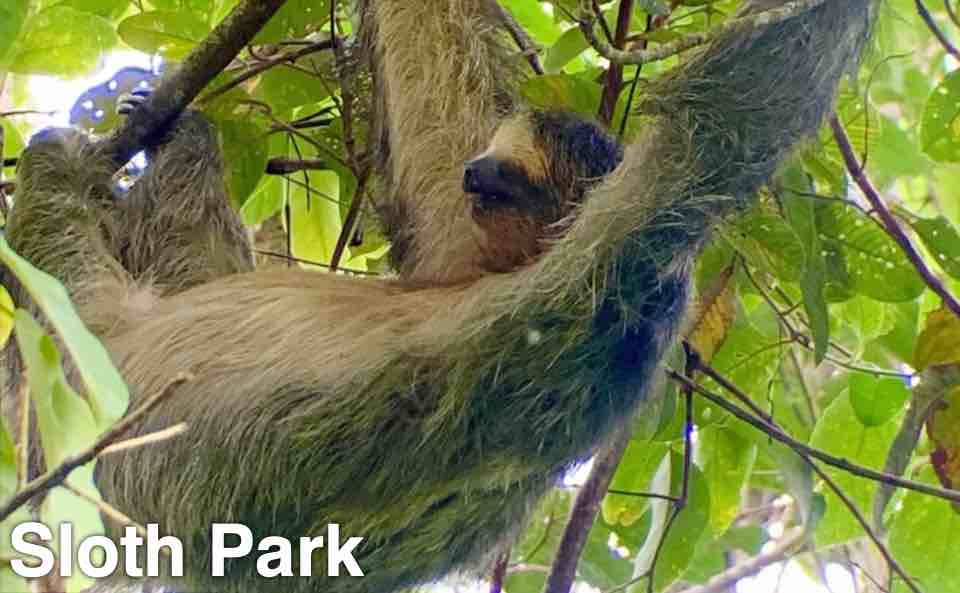 Sloth Park