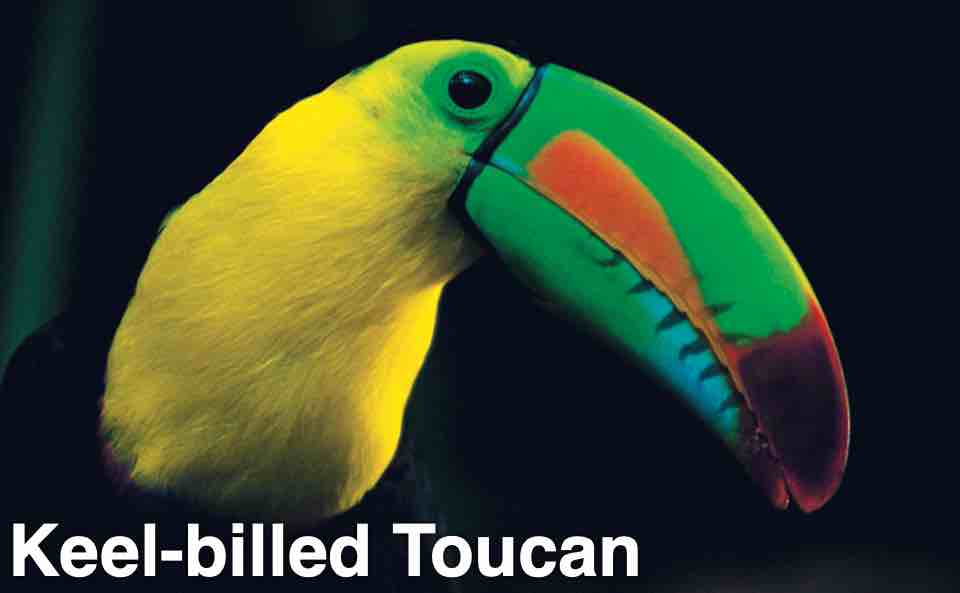 Keel-billed Toucan