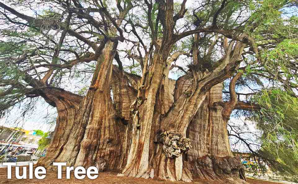 Tule Tree