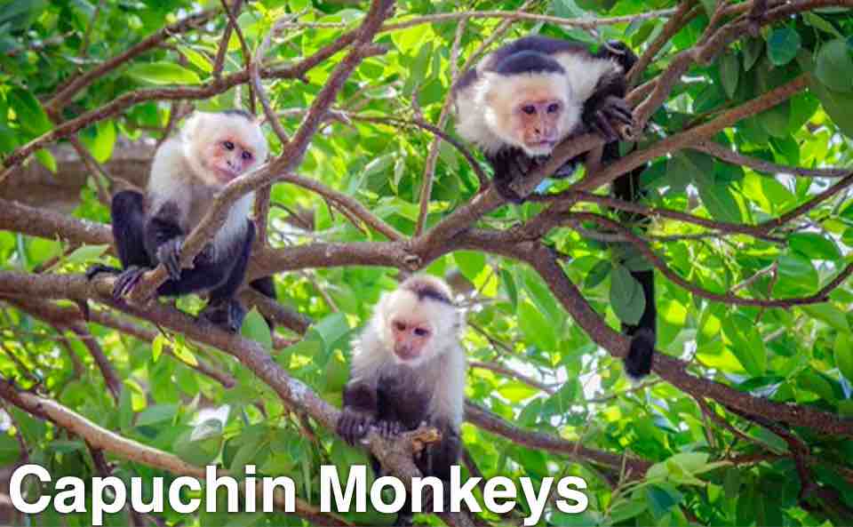 Capuchin Monkeys