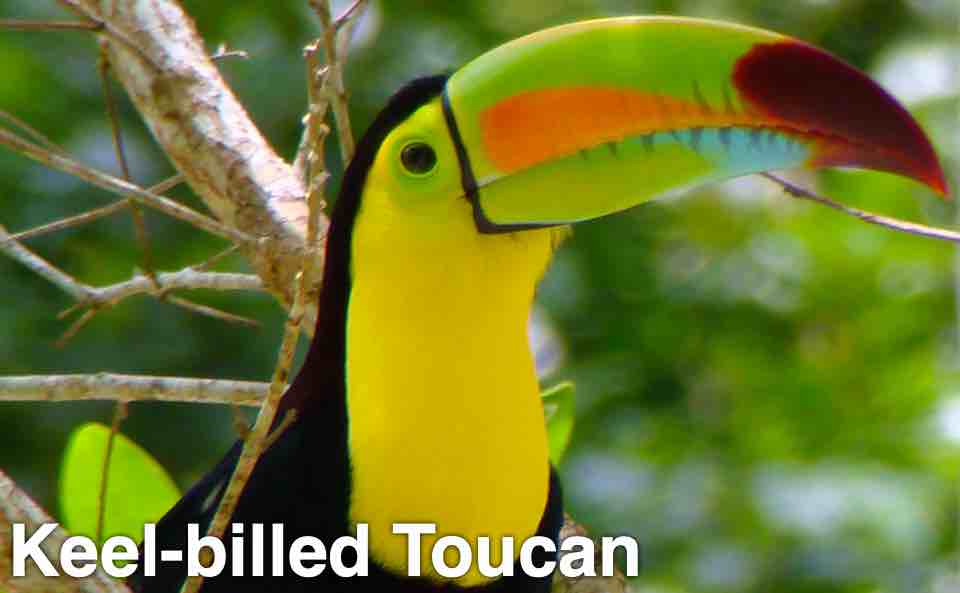 Keel-billed Toucan