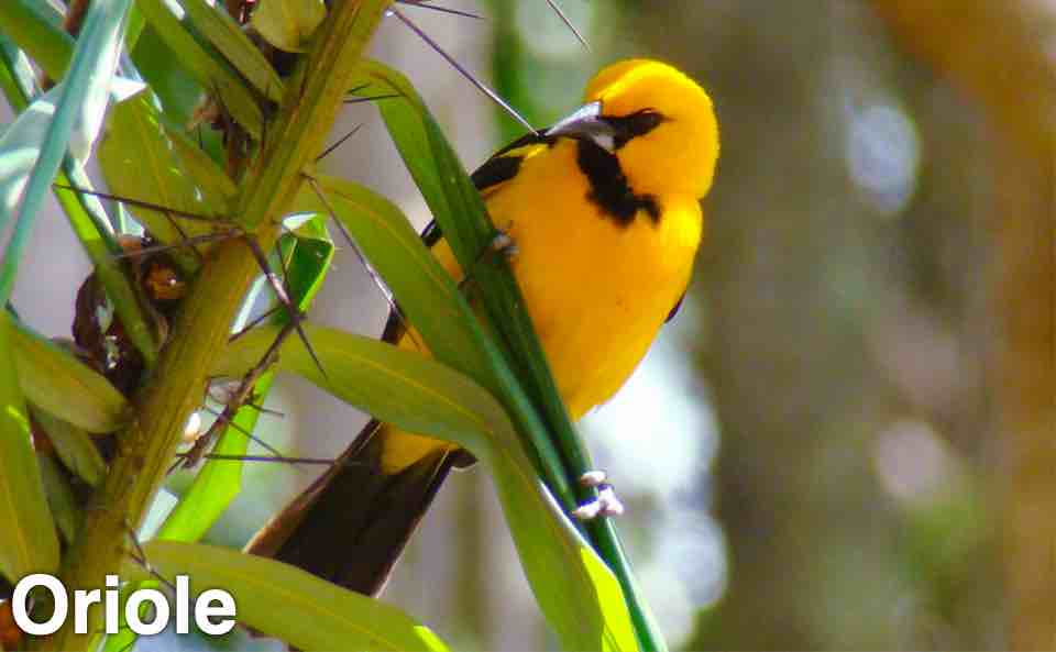 Oriole