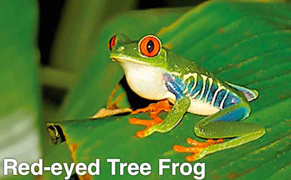 Red-eyed Tree Frog